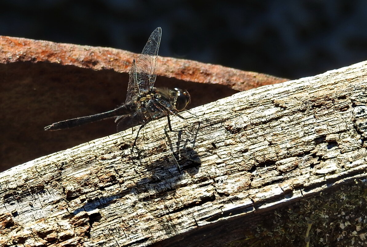 ***** - ИННА ПОРОХОВА