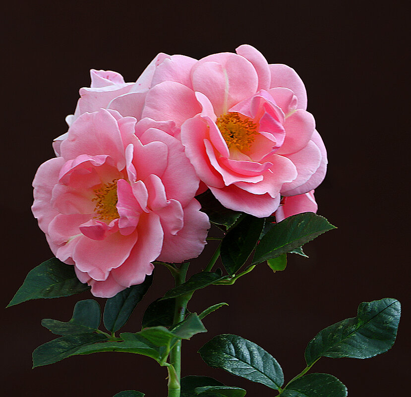 Сентябрьские красотки - Светлана Сентябрьские красотки - Светлана