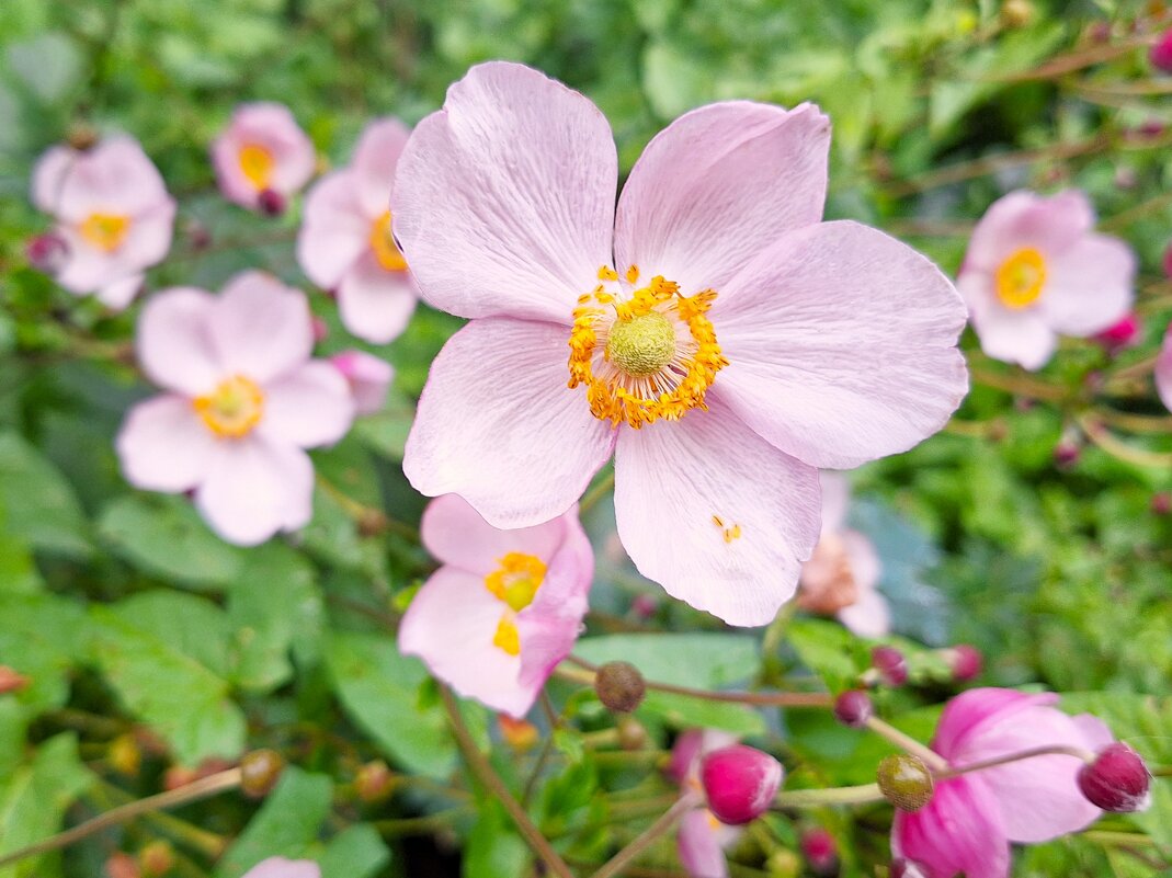 цветок - Наталья 