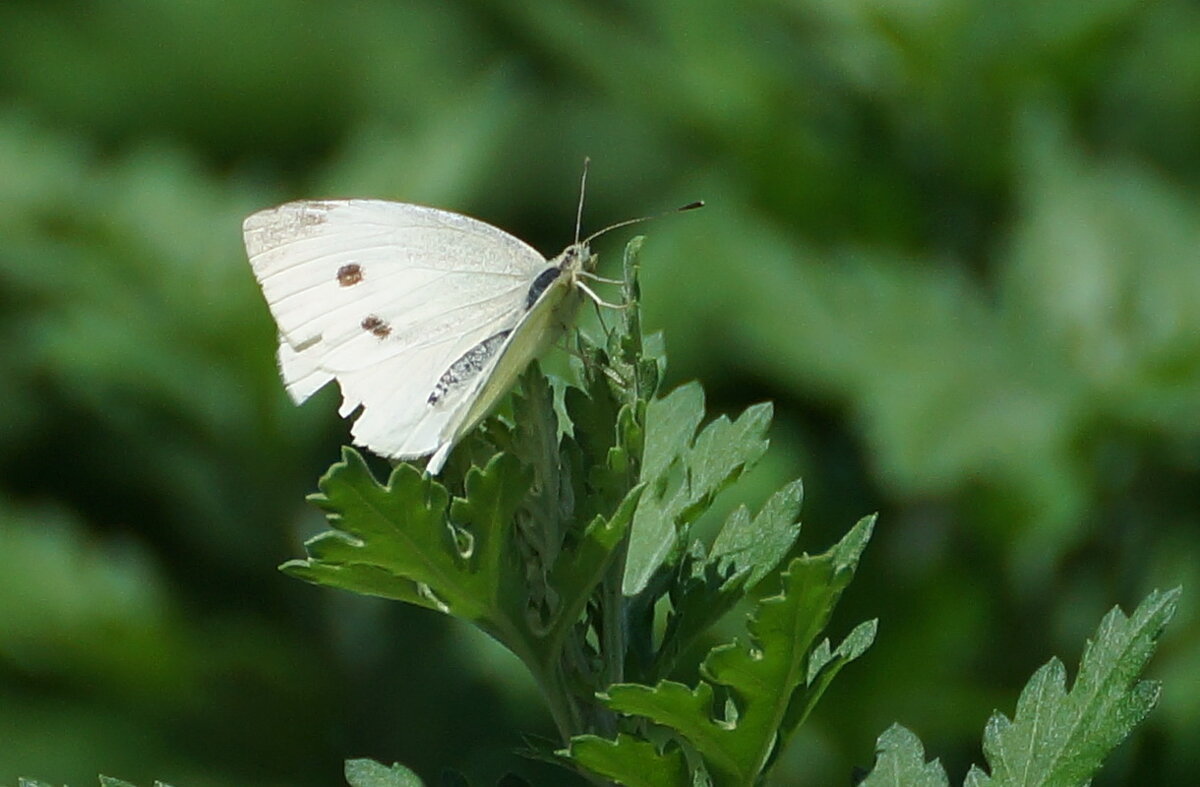 Макро мир вокруг нас... - Николай Саржанов