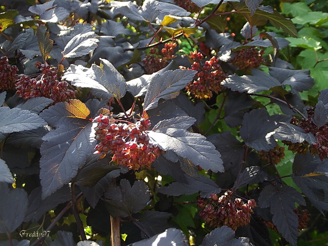 Пузыреплодник "Diablo" - Freddy 97