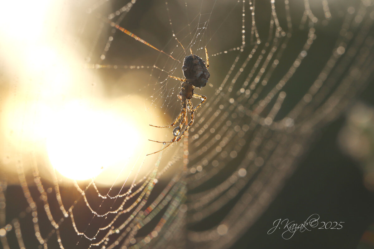 *** - Елена Kазак (selena1965)