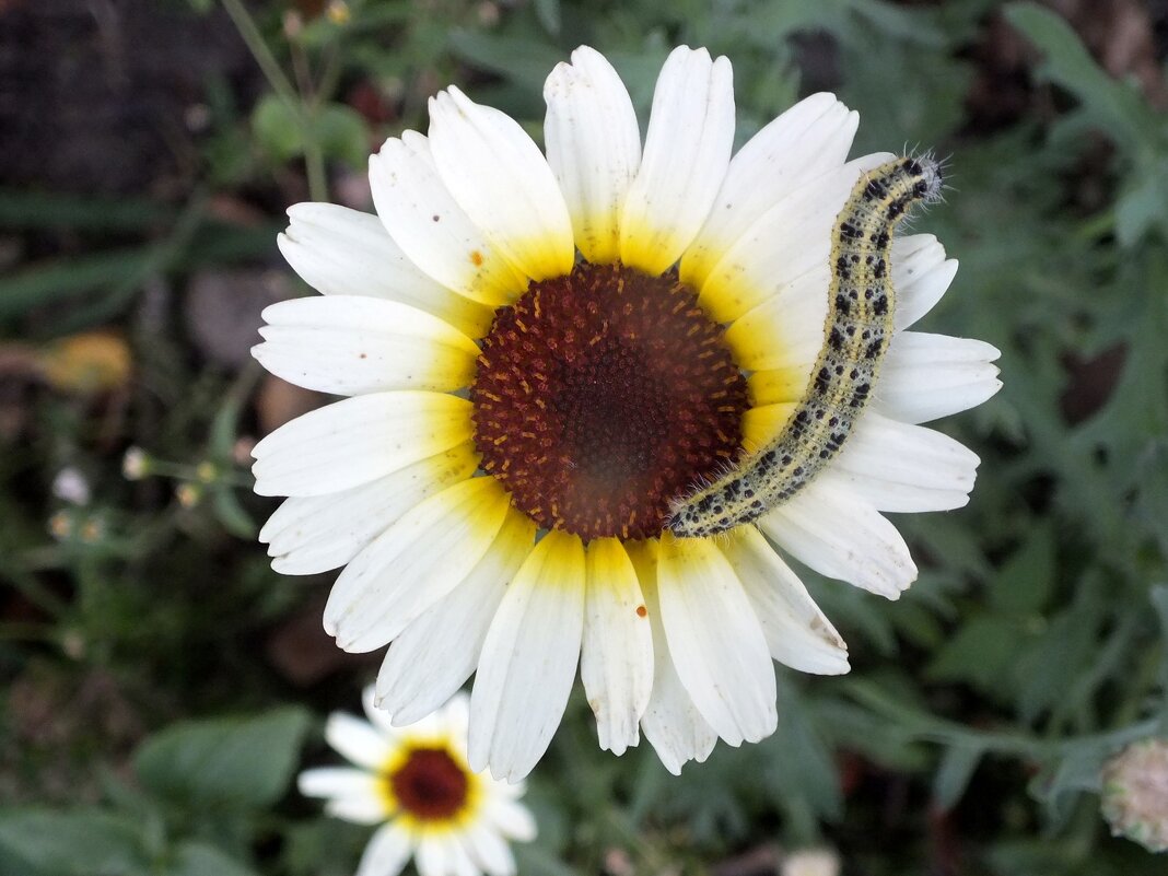 ** - Зоя Мишина