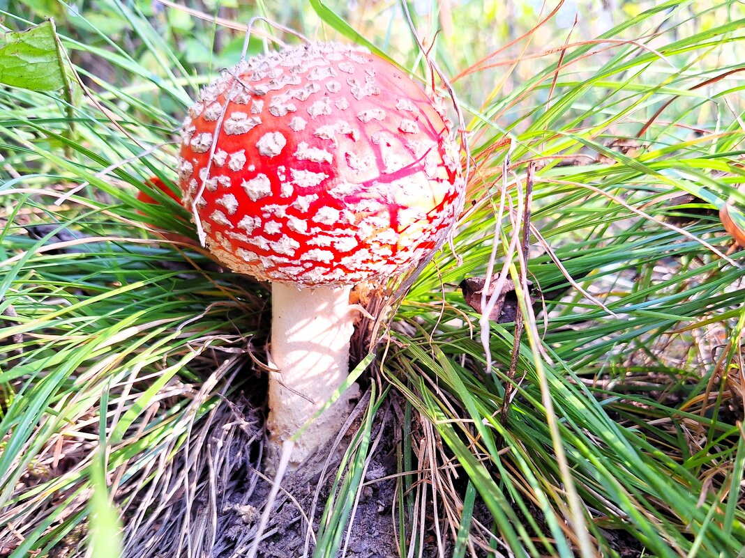 Мухомор - Наталья 