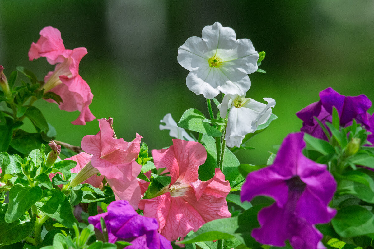 *** - Виктор Иванович Чернюк