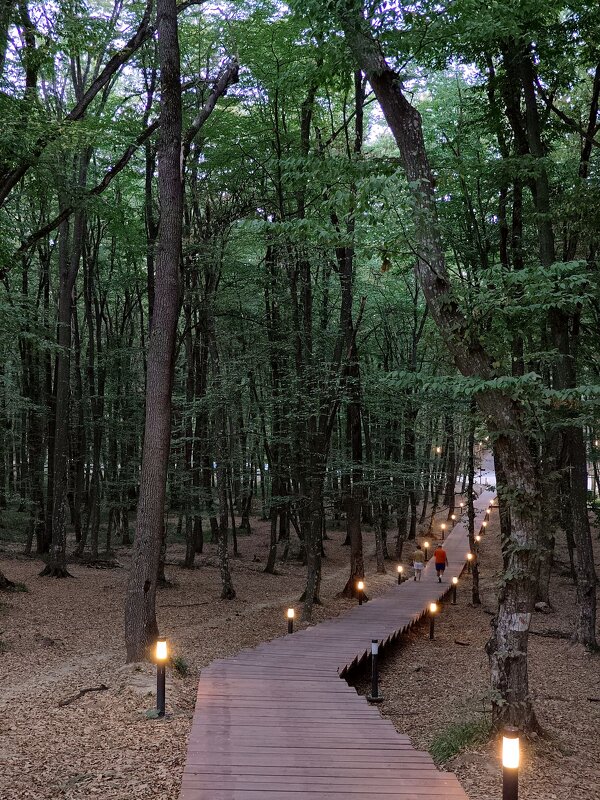 Лесо-парковая зона отдыха...Вечерняя прогулка - tatyana 