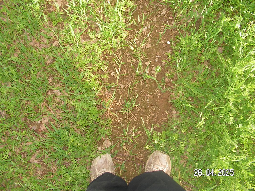 тропинка - fogmeadowww m