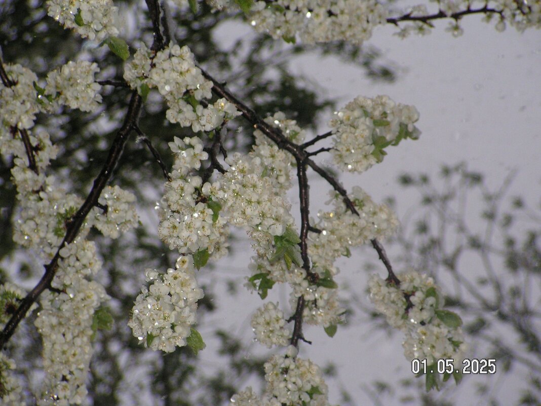 снег в мае - fogmeadowww m