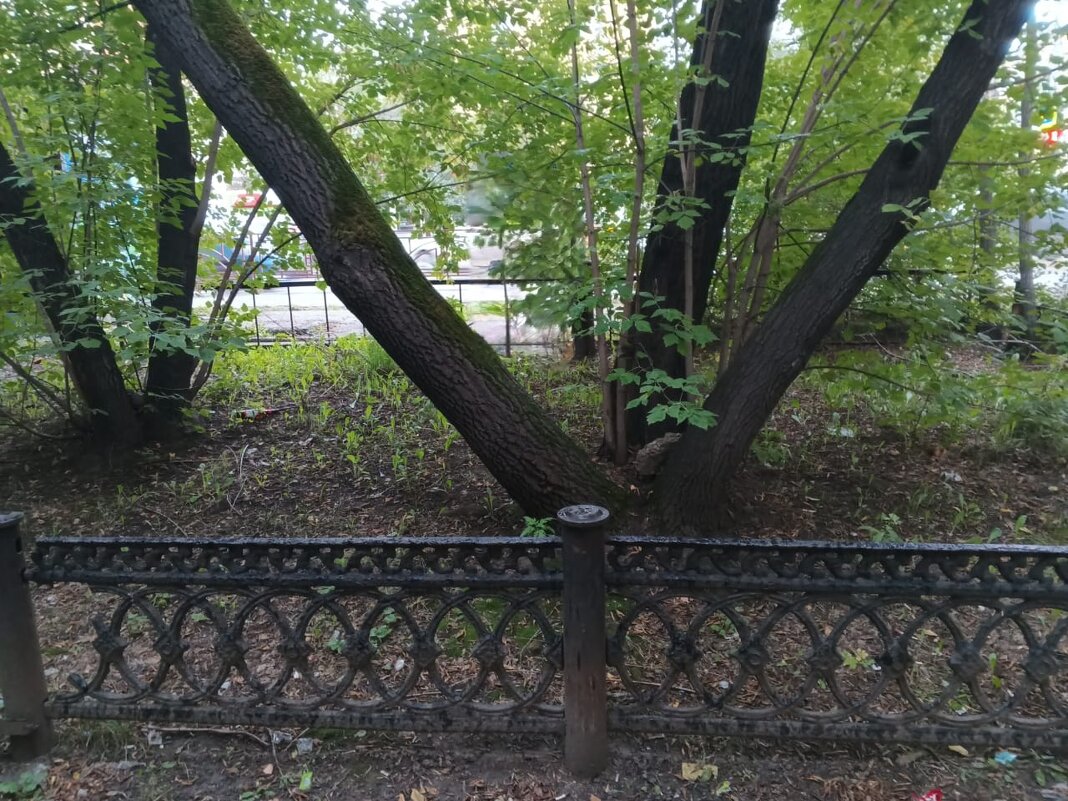 "Вилы Тритона" - Редкий Гость