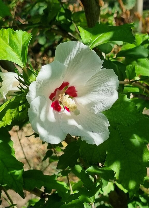 Спрятался от солнышка... - Наталья Спрятался от солнышка... - Наталья