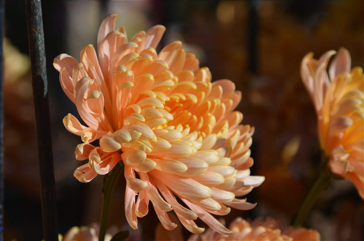 Вчера был день хризантем... - Татьяна Тюменка Вчера был день хризантем... - Татьяна Тюменка