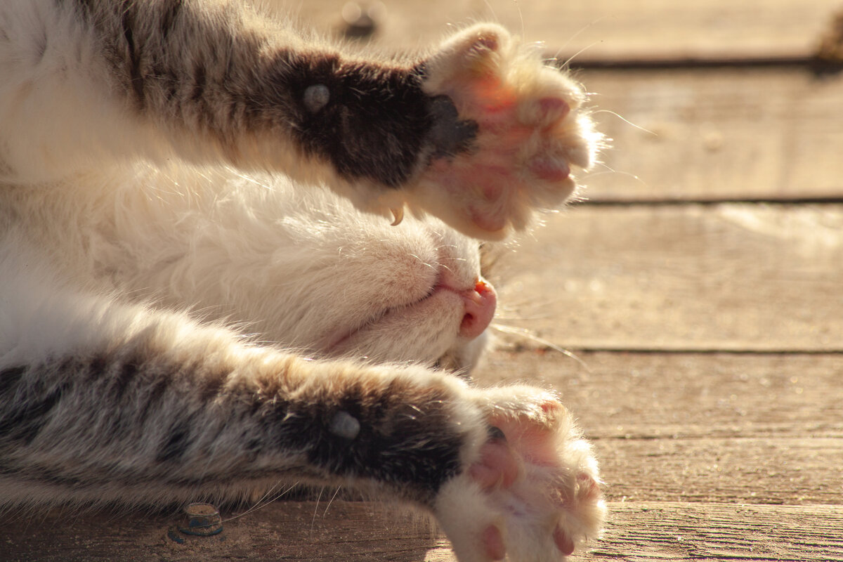 Потягушки - Валерий Елистратов