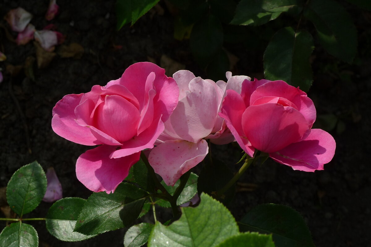 Три сестрички - Сергей Швечков