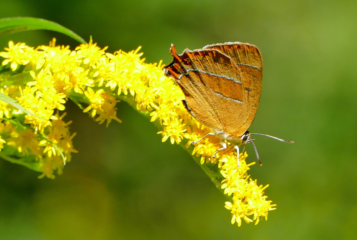 Природа конца лета 8 - Александр Прокудин Природа конца лета 8 - Александр Прокудин