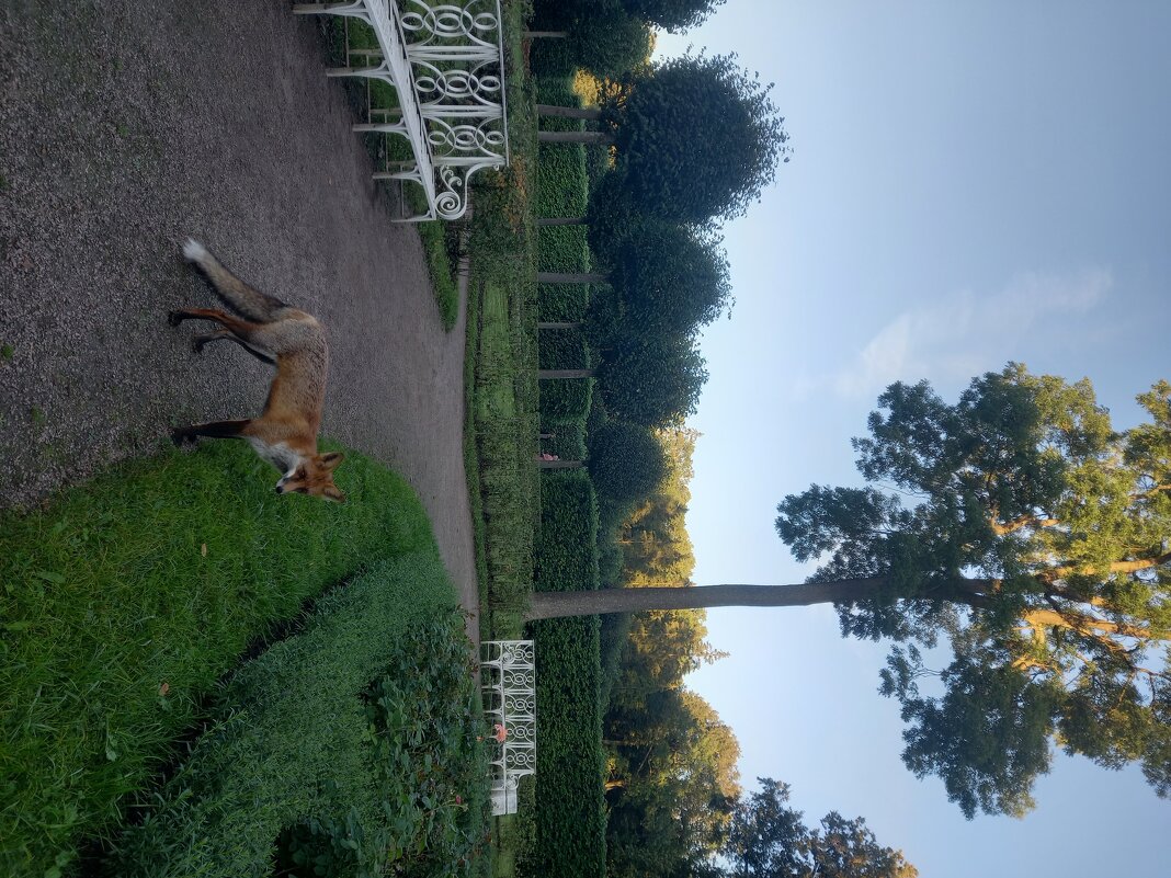 Лиса - Сапсан 