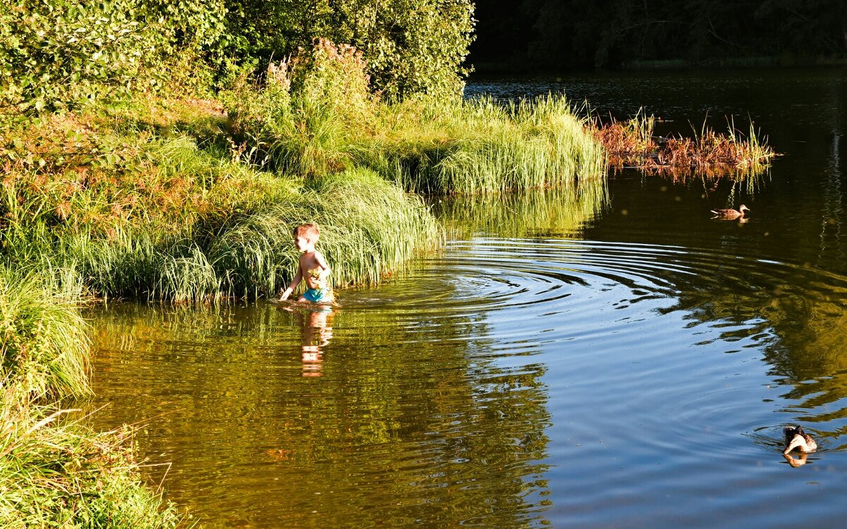 Смелый и шустрый малыш гоняет диких уток на озере. - Милешкин Владимир Алексеевич 