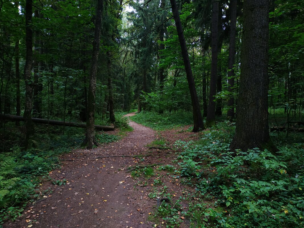 В тёмно-зеленом лесу - Андрей Лукьянов