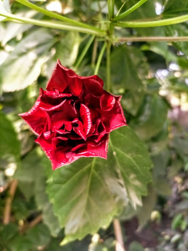 Махровый гибискус - Veera V