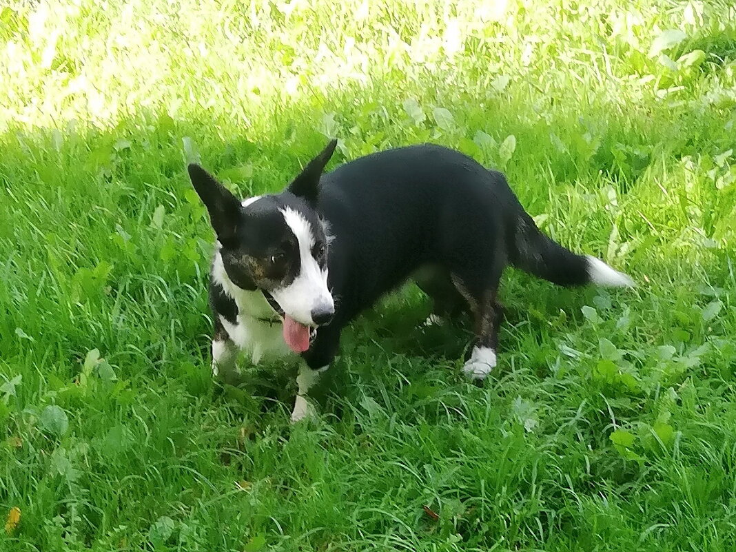 Вельш-корги кардиган - Ольга Довженко Вельш-корги кардиган - Ольга Довженко