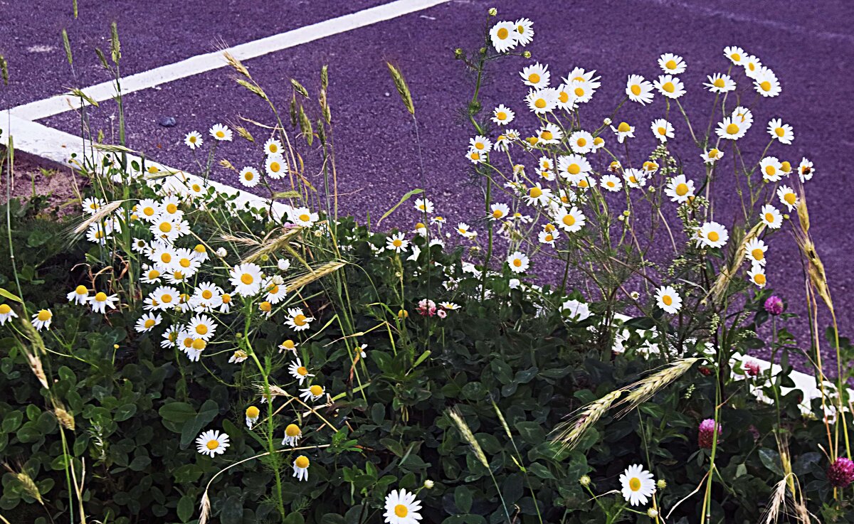 Август....Городские ромашки на асфальте! - Владимир 