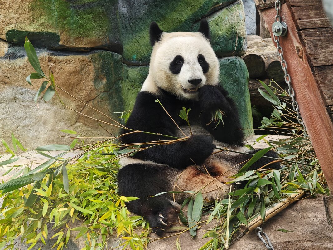 Панда Катюша - <<< Наташа >>> Панда Катюша - <<< Наташа >>>