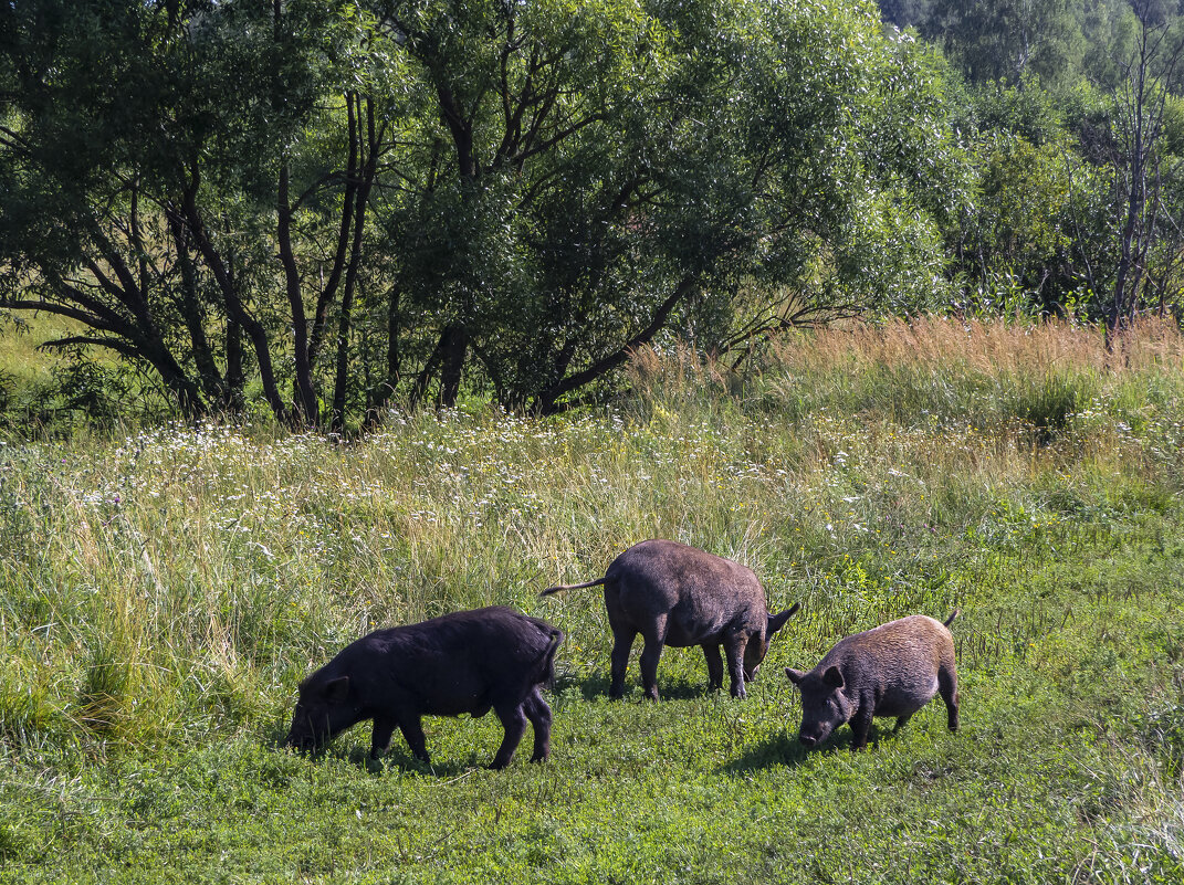 Встреча на берегу реки - Сергей Цветков