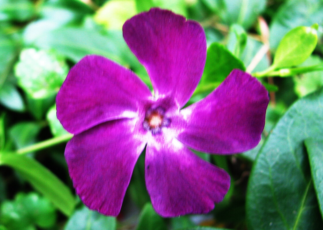 Вентилятор - Людмила Смородинская