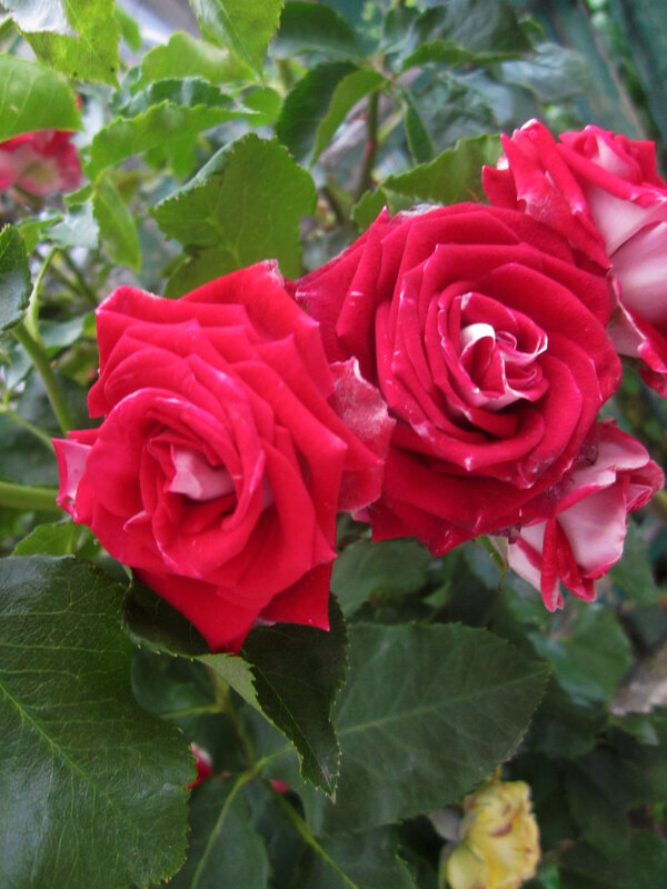 Роза Руби стар - Валентин Семчишин Роза Руби стар - Валентин Семчишин