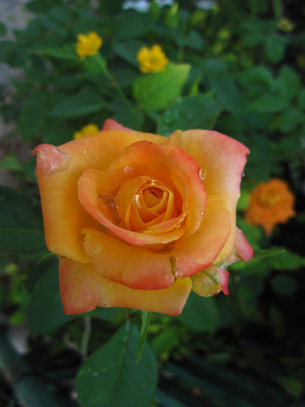 Оранжевая роза  Флорибунда - Валентин Семчишин