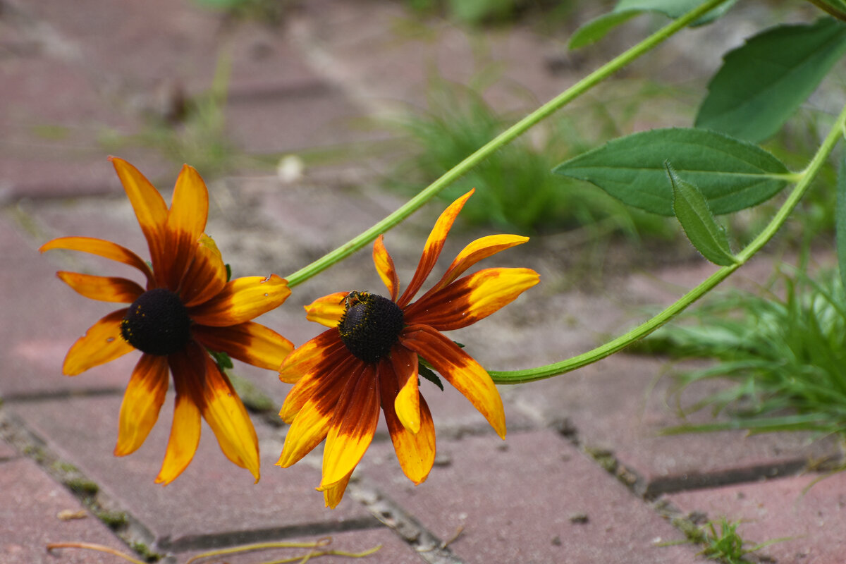 Лето в Ботаническом... Август. - Наташа *****