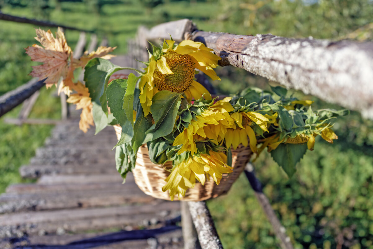 Солнышки в корзине - sorovey Sol Солнышки в корзине - sorovey Sol