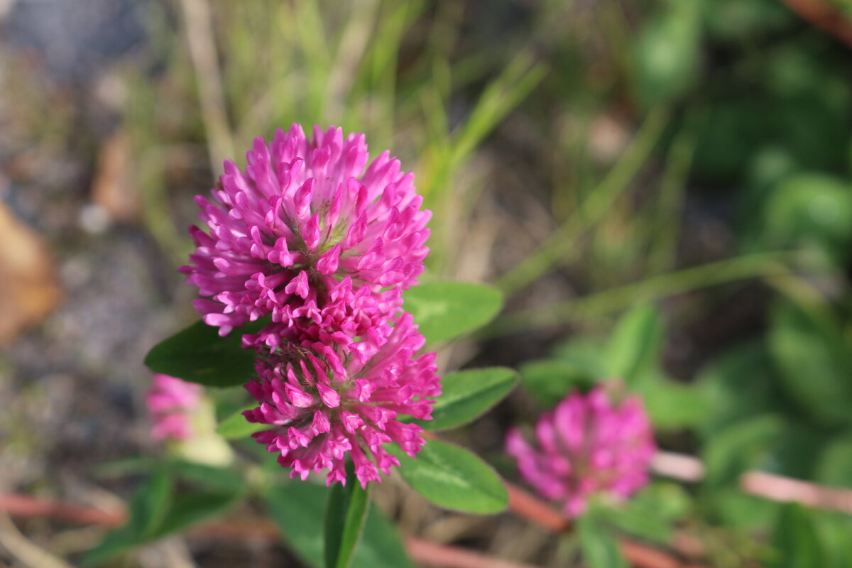 Клевер - Ольга 