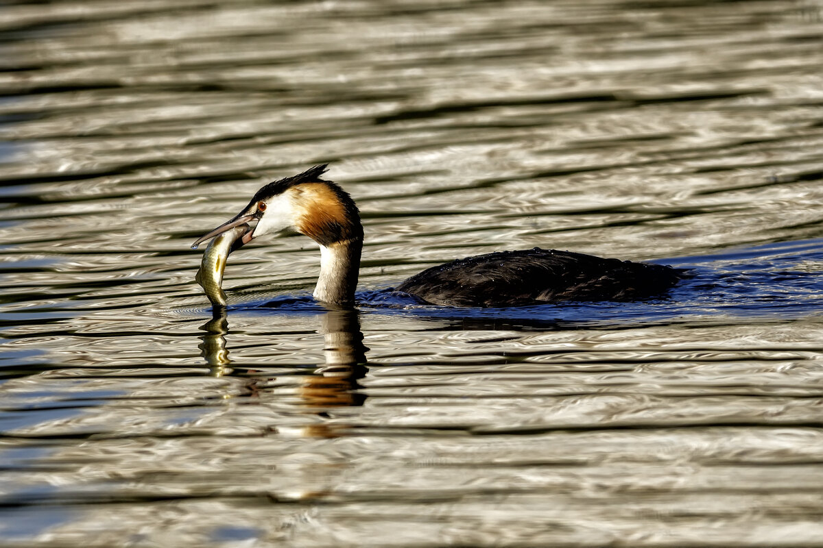 *** - Павел Myth Буканов