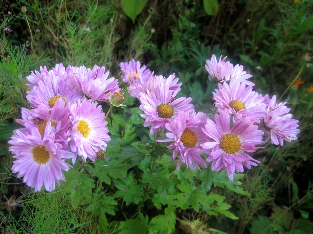 Хризантемы - Елена Семигина