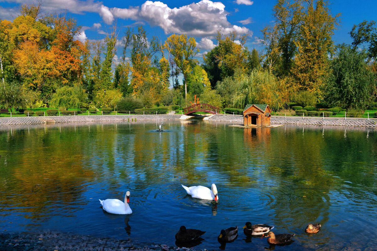 Лебеди на пруду. - Анатолий Уткин