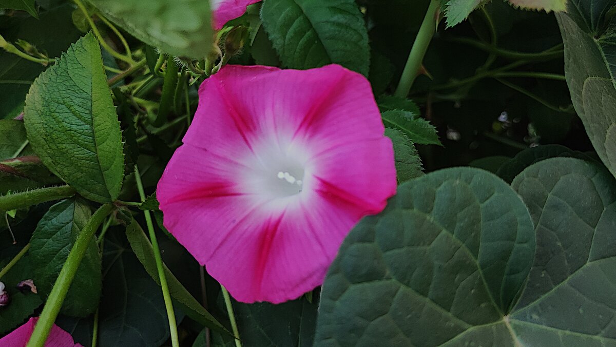 ,,, - Сергей Тимоновский