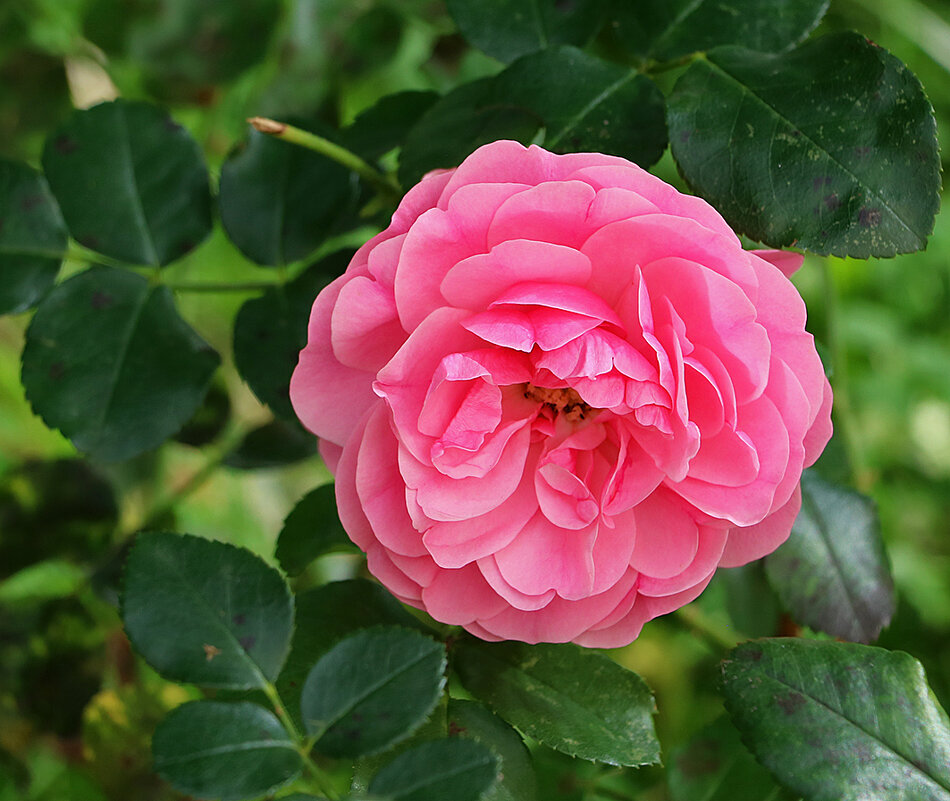 *** - Светлана 