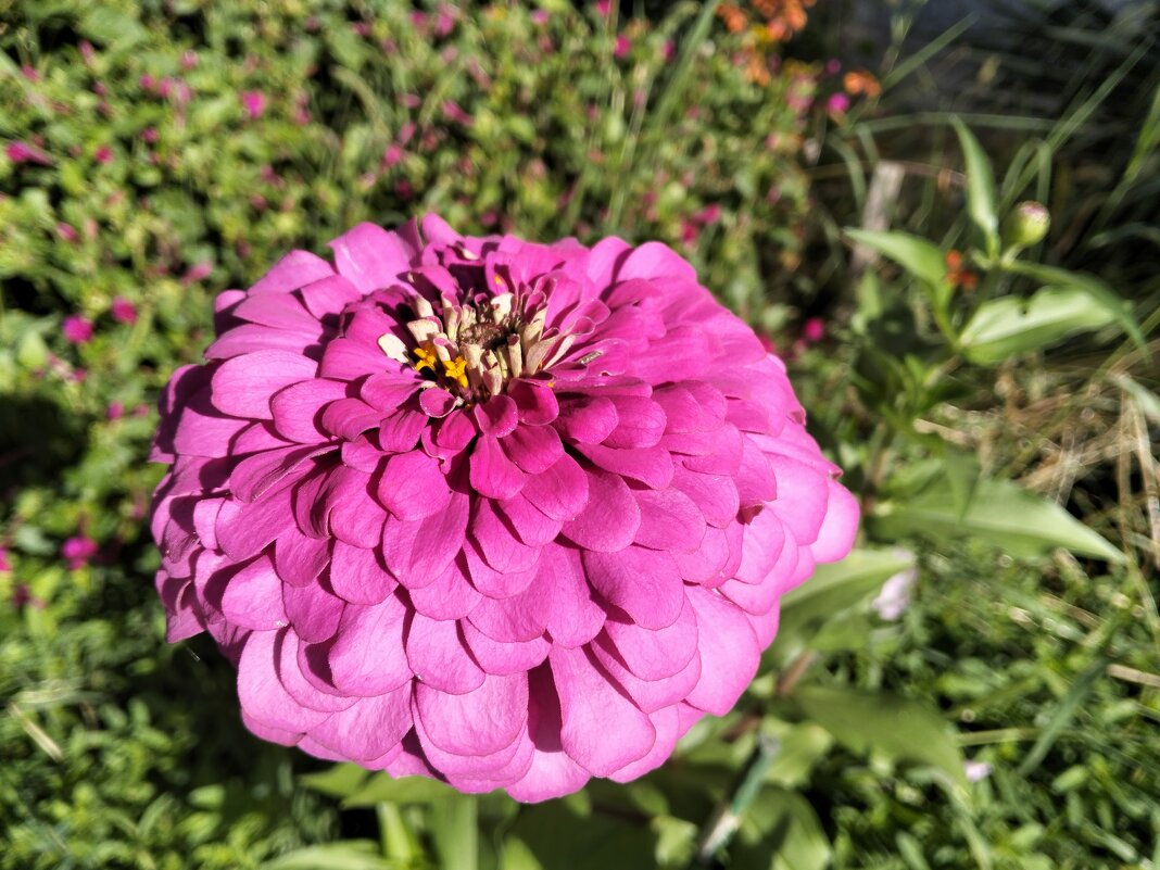 Циния - Giant Tao /