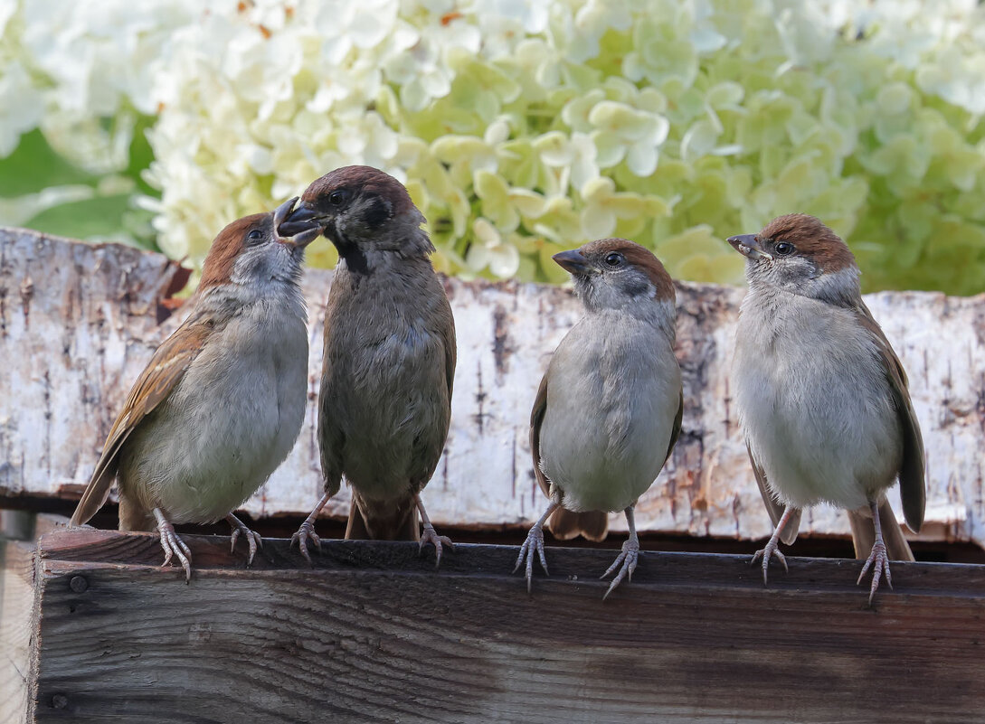 Приём пищи...в порядке очереди - владимир 