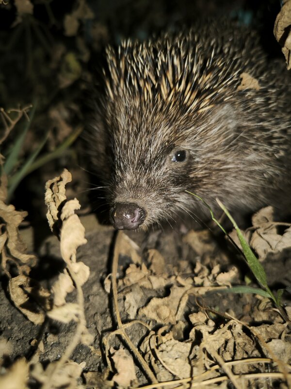 ночной гость - Oksana Verkhoglyad