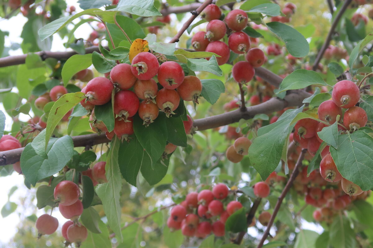 Ранетка - Дмитрий И_