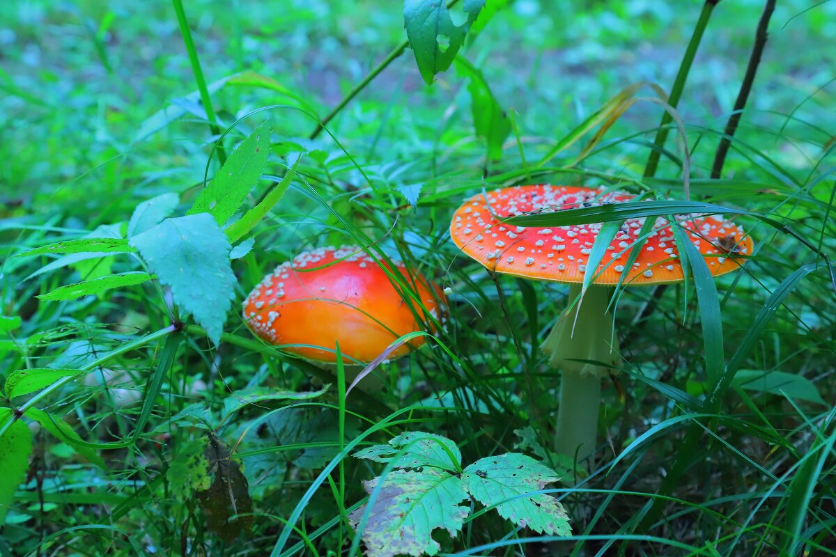 И  мы  грибыыыыы. - Владимир иванов