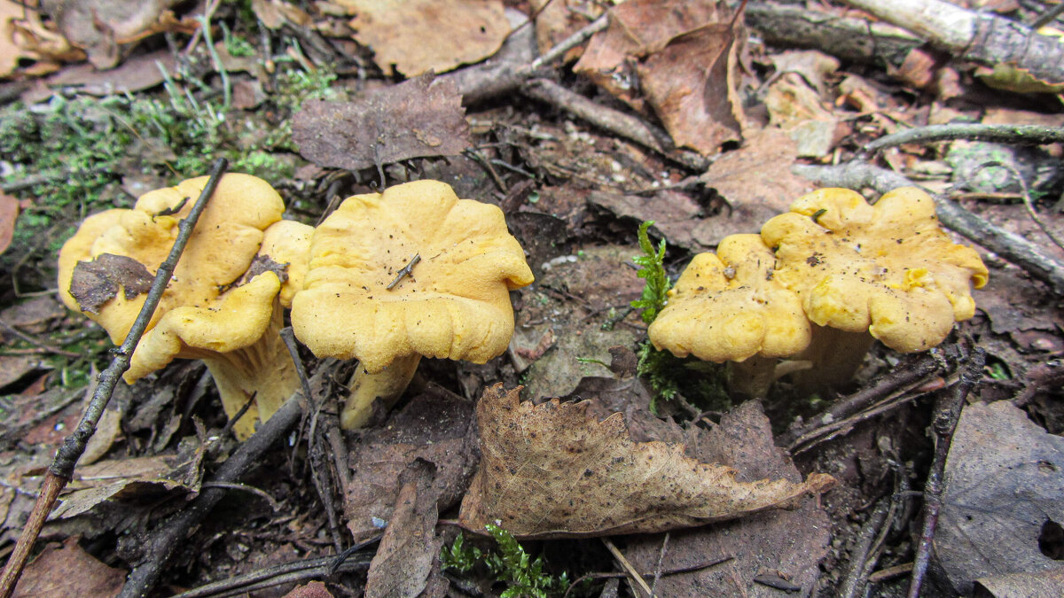 Лисички - Виталий Андрейчук