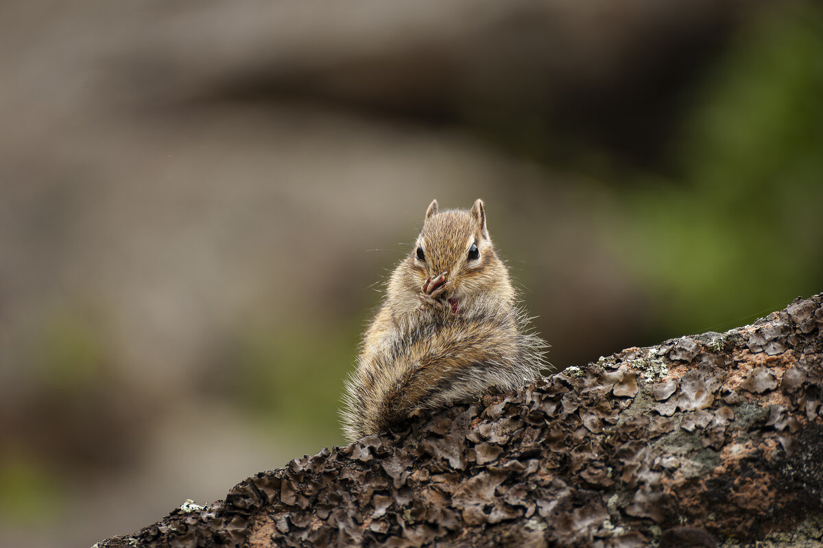 Бурундук — настоящий чистюля. - Вадим Басов