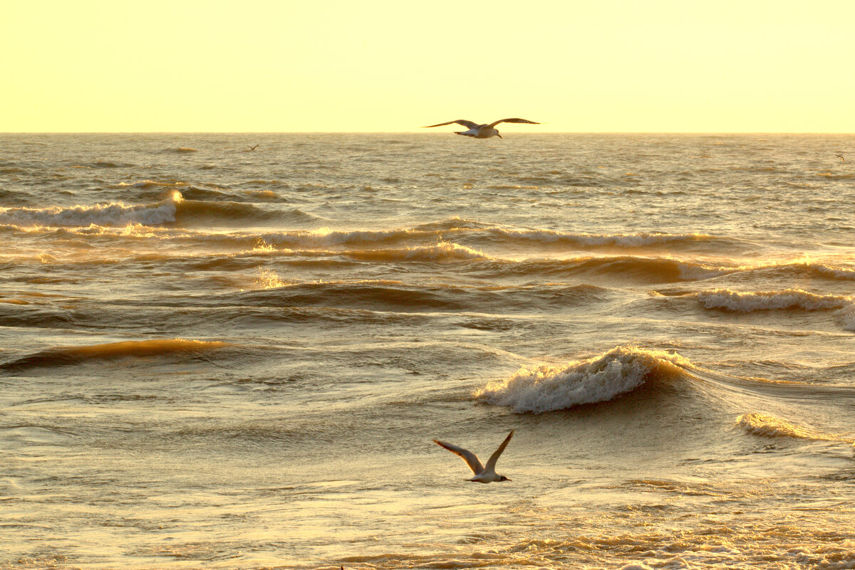 В поисках добычи - Валерий 