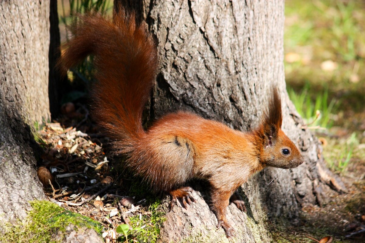 Озорная - Юрий. Шмаков