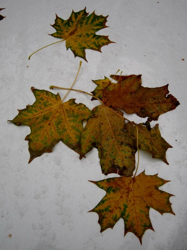 Кленовые листья - Дмитрий Никитин