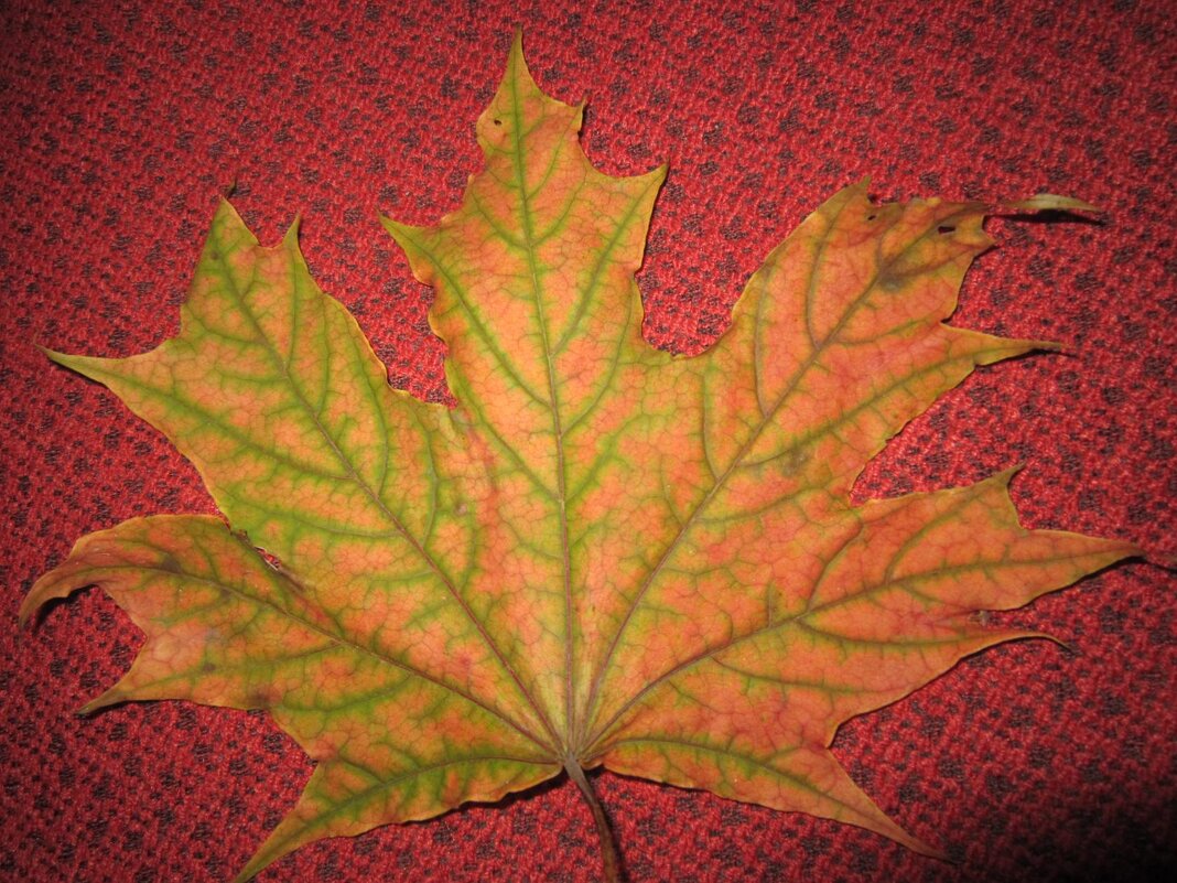 Кленовый листочек - Дмитрий Никитин