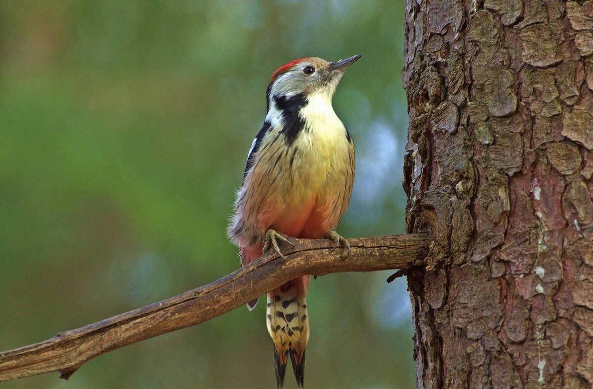 ... - Вячеслав Минаев
