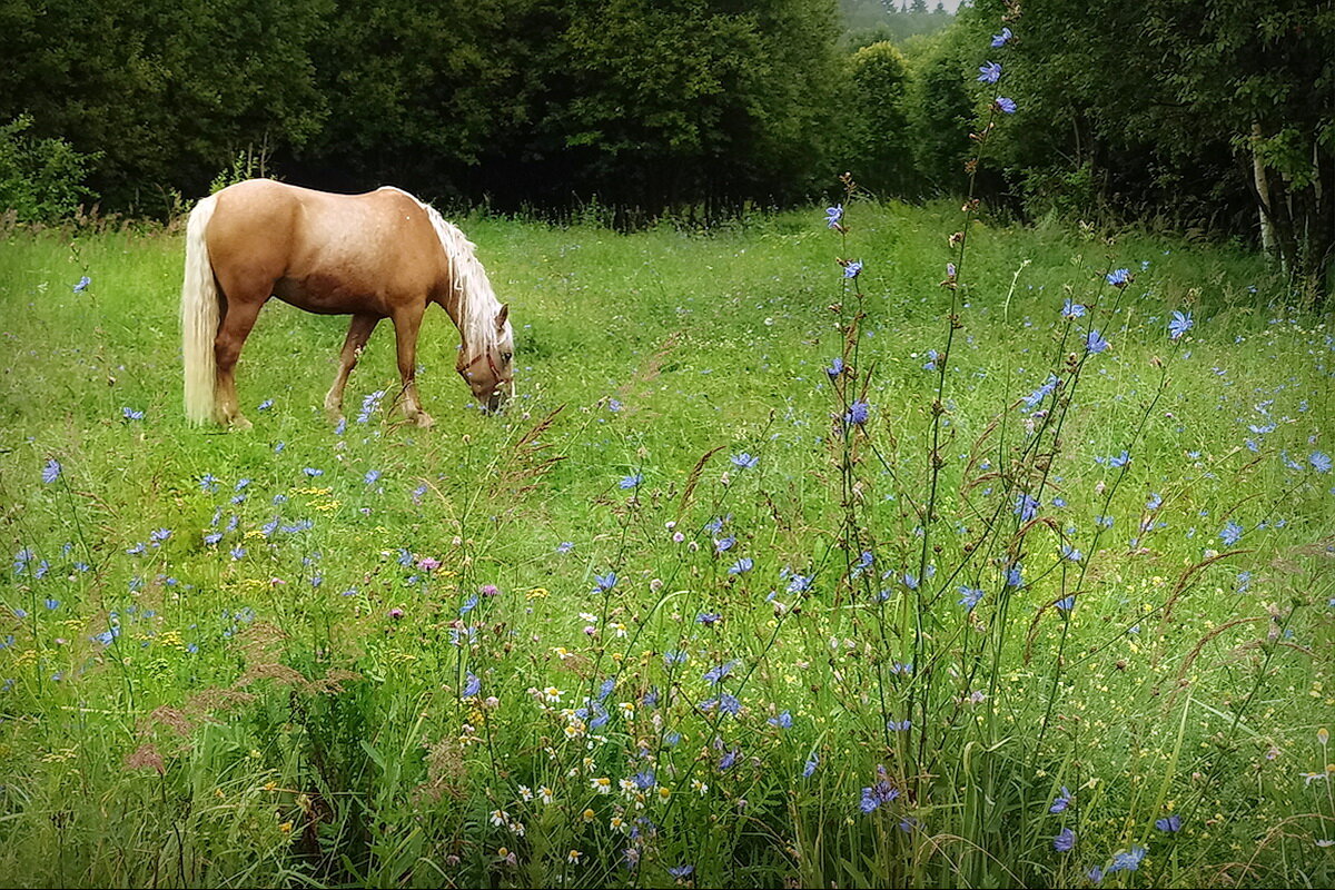 На выпасе... - Владимир Шошин На выпасе... - Владимир Шошин